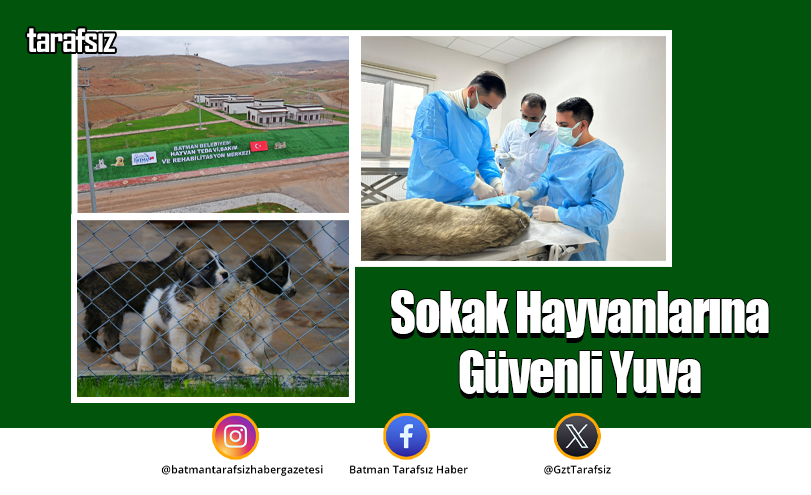 Sokak Hayvanlarına Güvenli Yuva