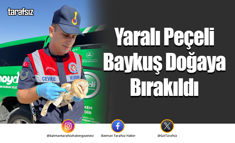 Yaralı Peçeli Baykuş Doğaya Bırakıldı