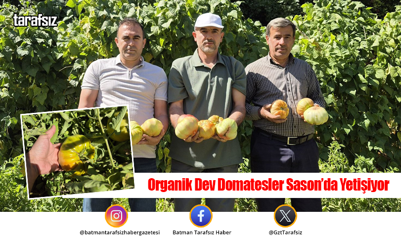 Organik Dev Domatesler Sason’da Yetişiyor