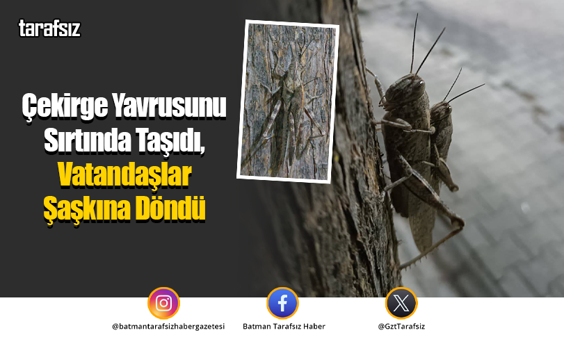 Çekirge Yavrusunu Sırtında Taşıdı, Vatandaşlar Şaşkına Döndü