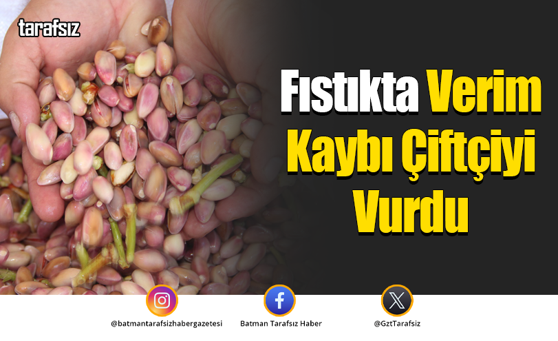 Fıstıkta Verim Kaybı Çiftçiyi Vurdu