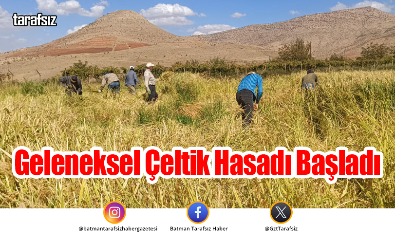 Geleneksel Çeltik Hasadı Başladı