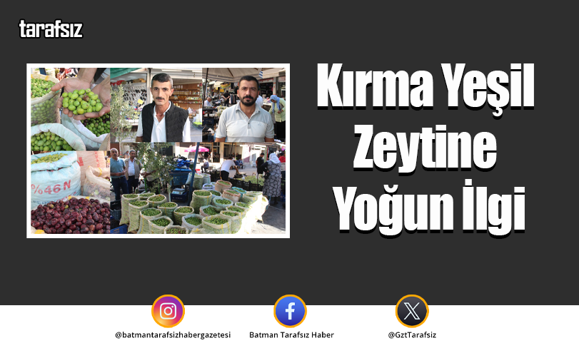 Kırma Yeşil Zeytine Yoğun İlgi