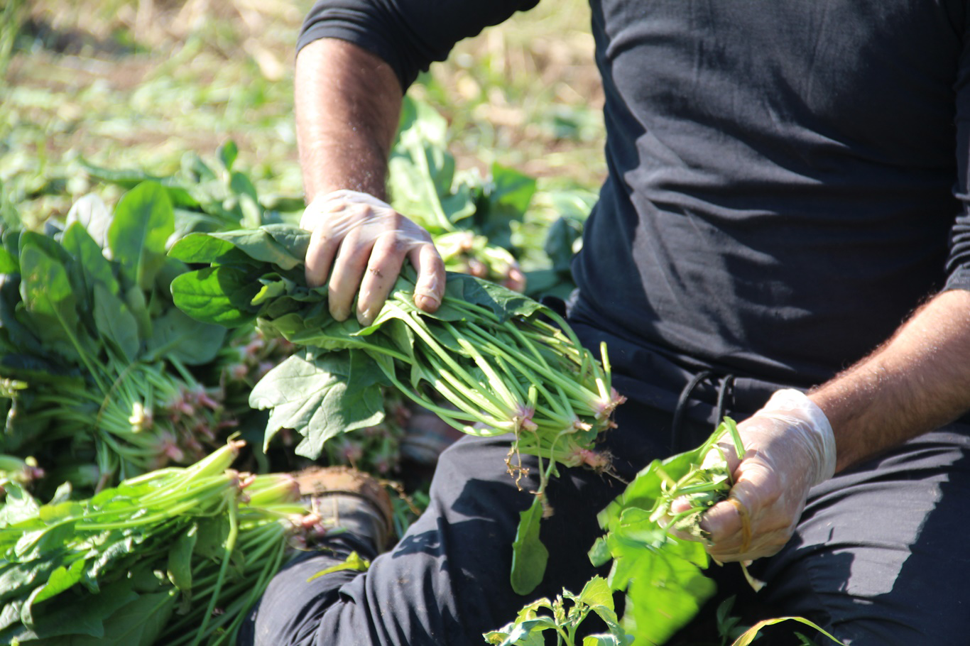 Çiftçilerden destek çağrısı: “Tek Geçim Kaynağımız Bu Tarla”