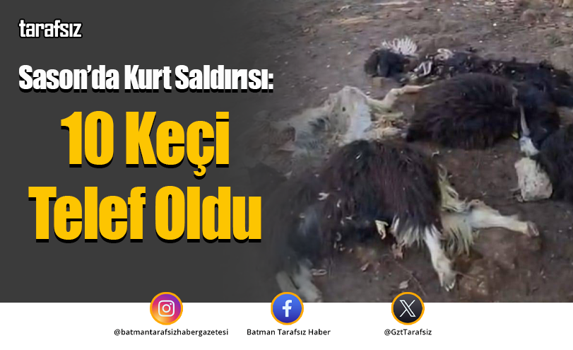 Sason’da Kurt Saldırısı: 10 Keçi Telef Oldu