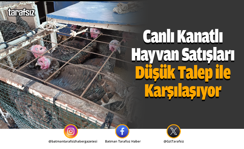 Canlı Kanatlı Hayvan Satışları Düşük Talep ile Karşılaşıyor