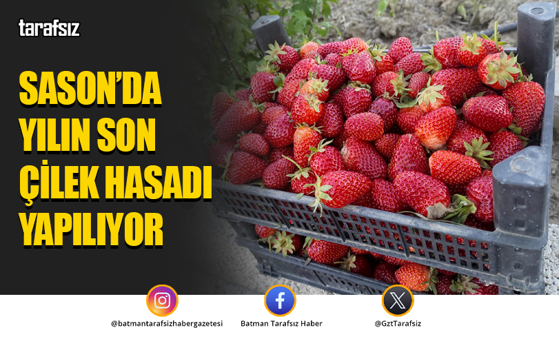 SASON’DA YILIN SON ÇİLEK HASADI YAPILIYOR