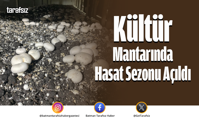 Kültür Mantarında Hasat Sezonu Açıldı