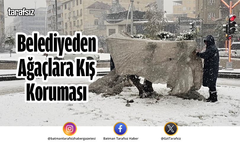 Belediyeden Ağaçlara Kış Koruması