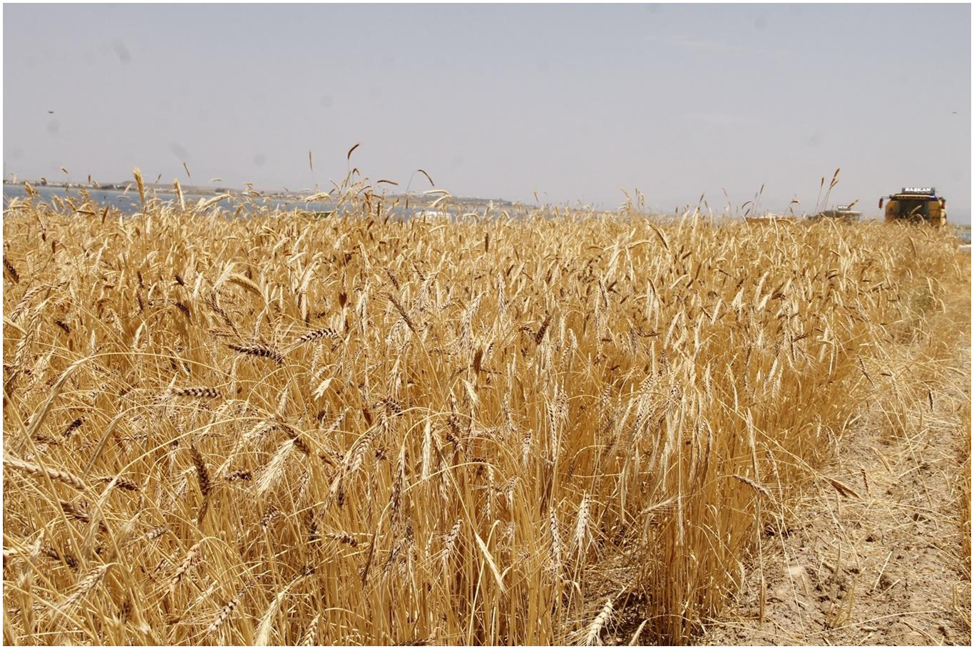 Anadolu Tarım İşletmesi 327 Ton Buğday Satacak