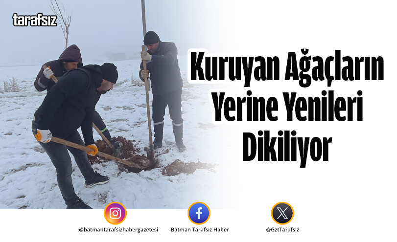 Kuruyan Ağaçların Yerine Yenileri Dikiliyor