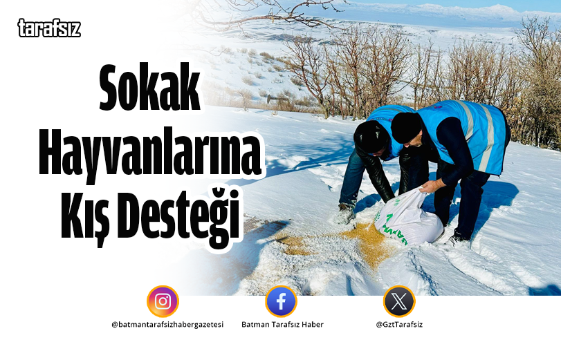 Sokak Hayvanlarına Kış Desteği