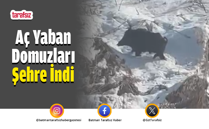 Aç Yaban Domuzları Şehre İndi