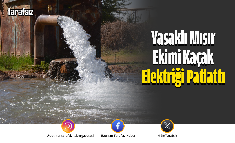 Yasaklı Mısır Ekimi Kaçak Elektriği Patlattı