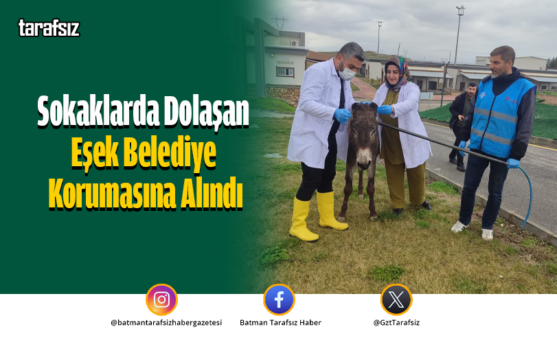 Sokaklarda Dolaşan Eşek Belediye Korumasına Alındı