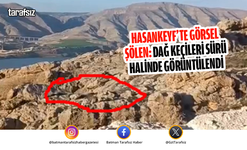 HASANKEYF’TE GÖRSEL ŞÖLEN: DAĞ KEÇİLERİ SÜRÜ HALİNDE GÖRÜNTÜLENDİ