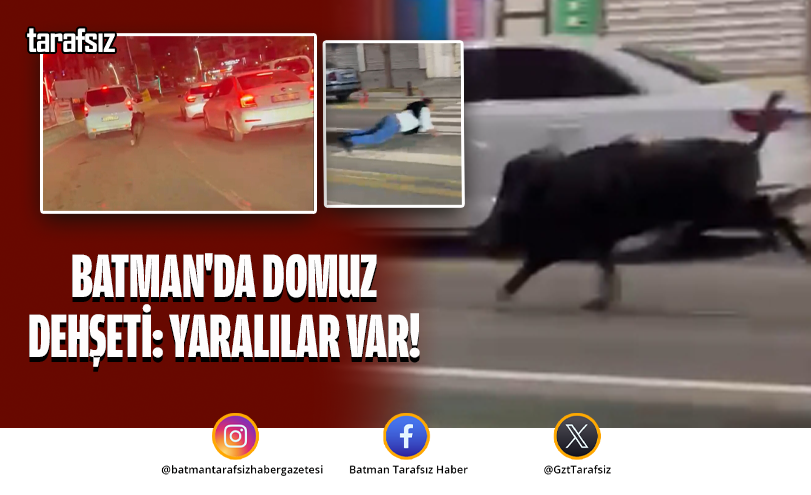 Batman’da Domuz Dehşeti: Yaralılar Var!