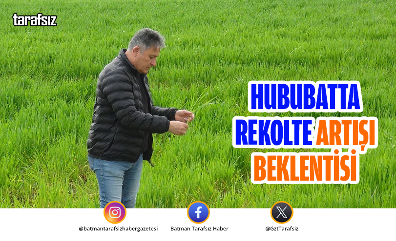 HUBUBATTA REKOLTE ARTIŞI BEKLENTİSİ