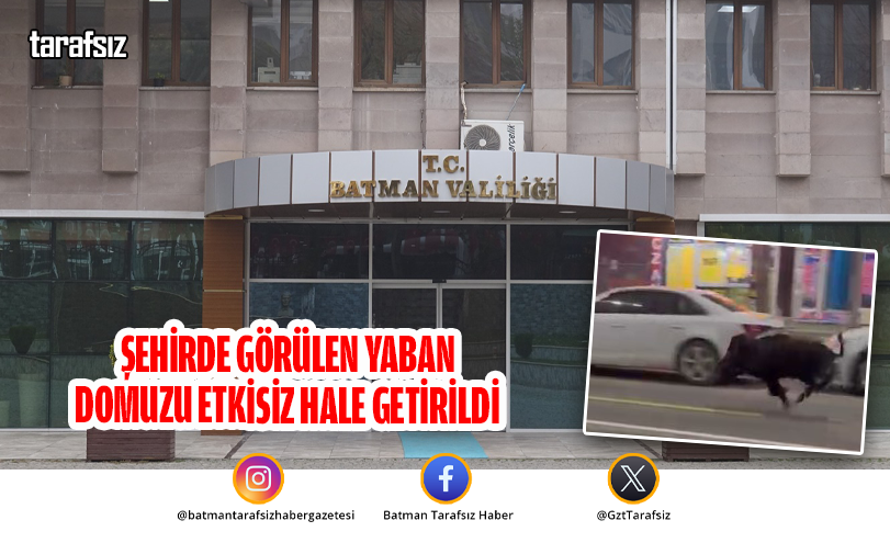 ŞEHİRDE GÖRÜLEN YABAN DOMUZU ETKİSİZ HALE GETİRİLDİ