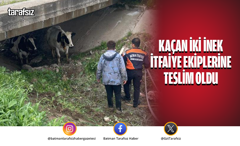 KAÇAN İKİ İNEK İTFAİYE EKİPLERİNE TESLİM OLDU