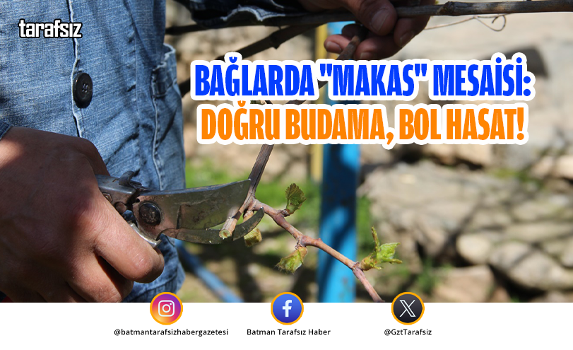 BAĞLARDA “MAKAS” MESAİSİ: DOĞRU BUDAMA, BOL HASAT!