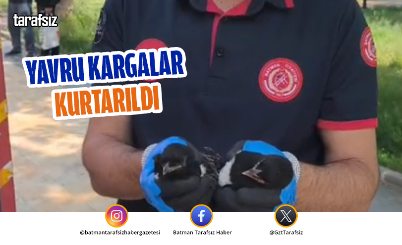 Yavru Kargalar Kurtarıldı