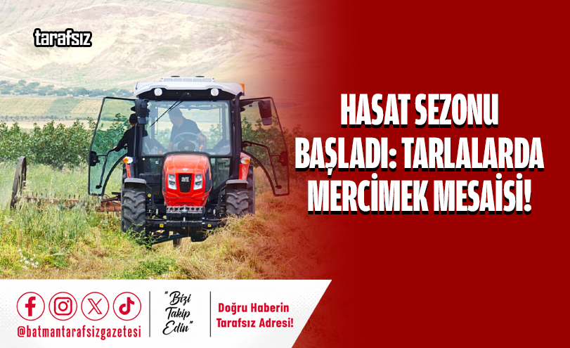 Hasat Sezonu Başladı: Tarlalarda Mercimek Mesaisi!
