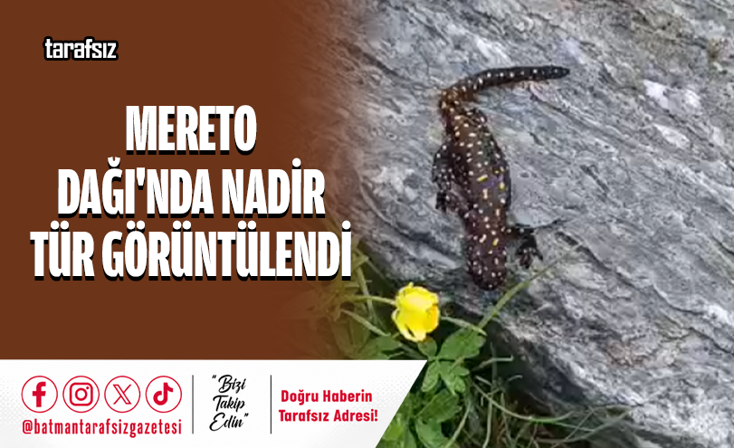 Mereto Dağı’nda Nadir Tür Görüntülendi