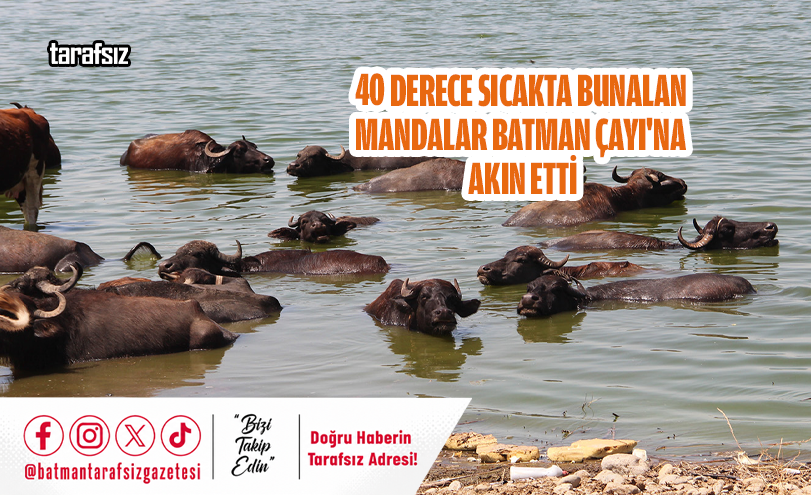 40 Derece Sıcakta Bunalan Mandalar Batman Çayı’na Akın Etti