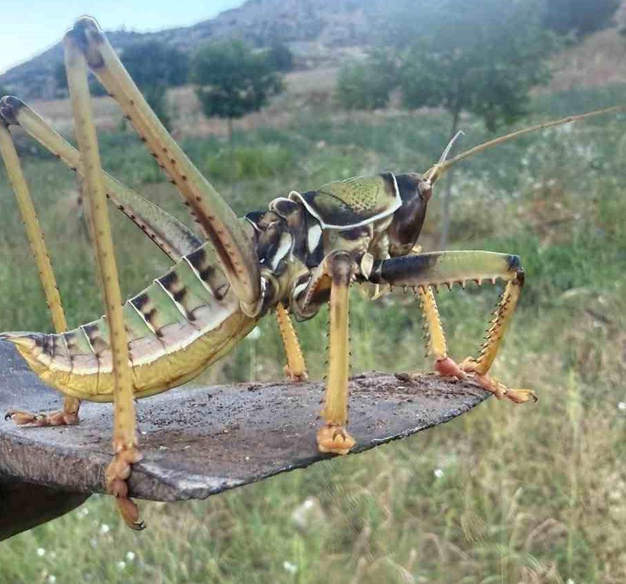 Gercüş’te Dev Etçil Çekirge Şaşkınlığı