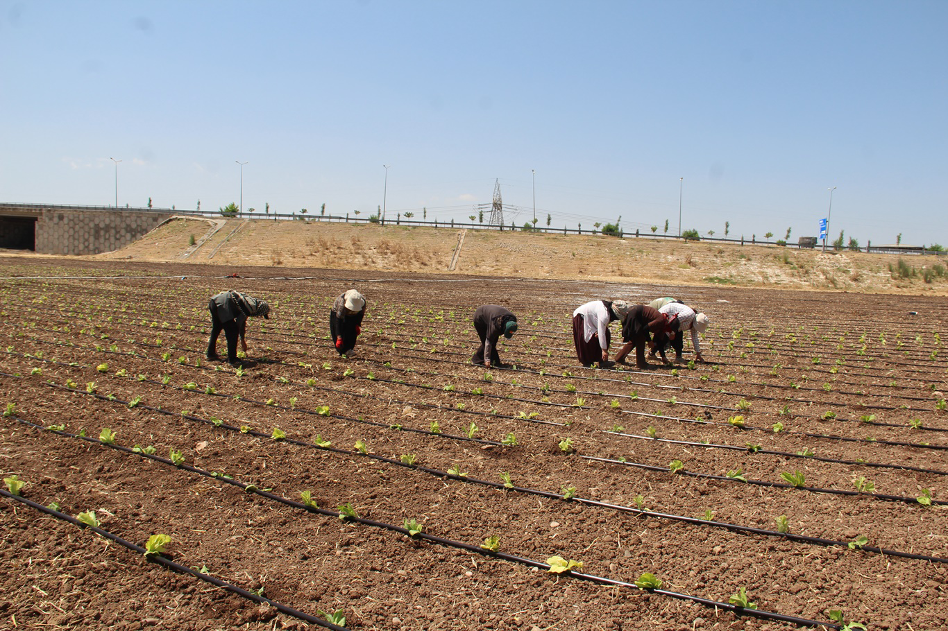 Tarım İşçileri Düşük Yevmiyeden Dertli