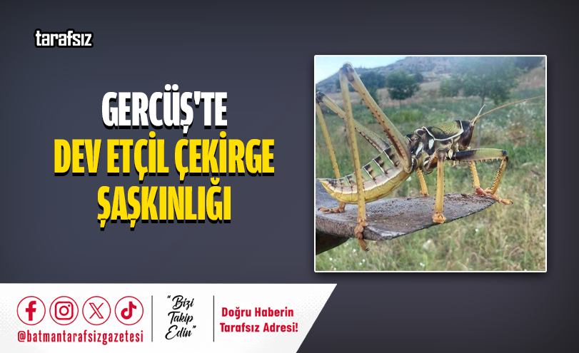 Gercüş’te Dev Etçil Çekirge Şaşkınlığı