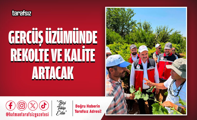 Gercüş Üzümünde Rekolte Ve Kalite Artacak