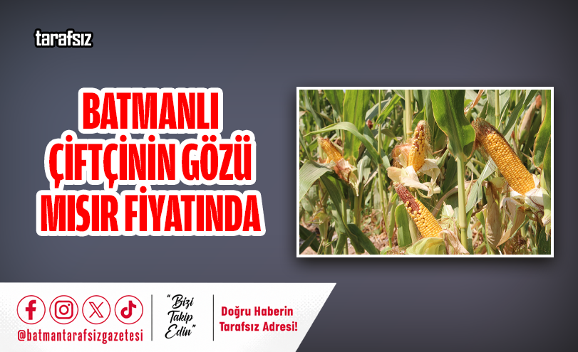 Batmanlı Çiftçinin Gözü Mısır Fiyatında