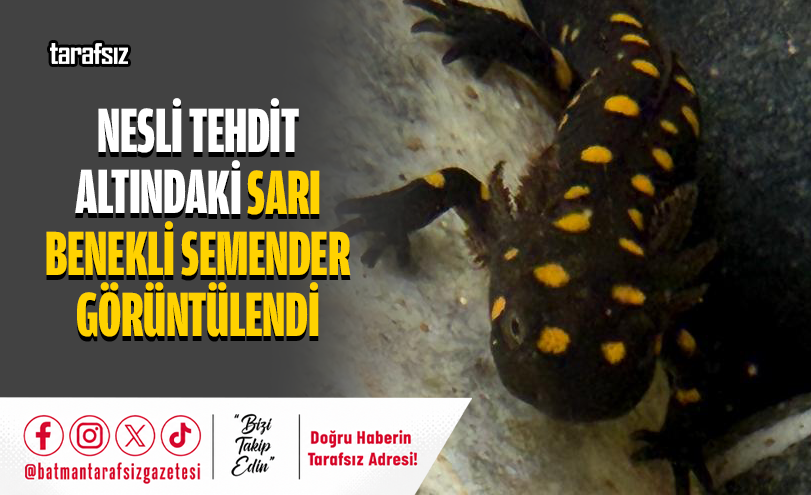 Nesli Tehdit Altındaki Sarı Benekli Semender Görüntülendi