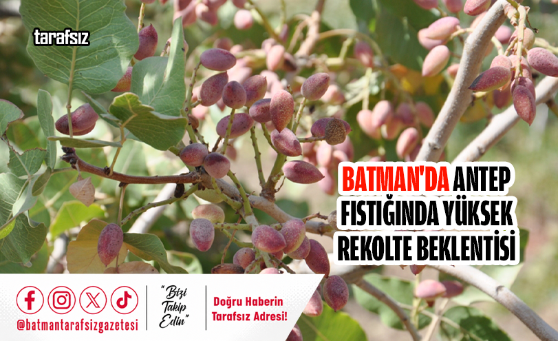 Batman’da Antep Fıstığında Yüksek Rekolte Beklentisi