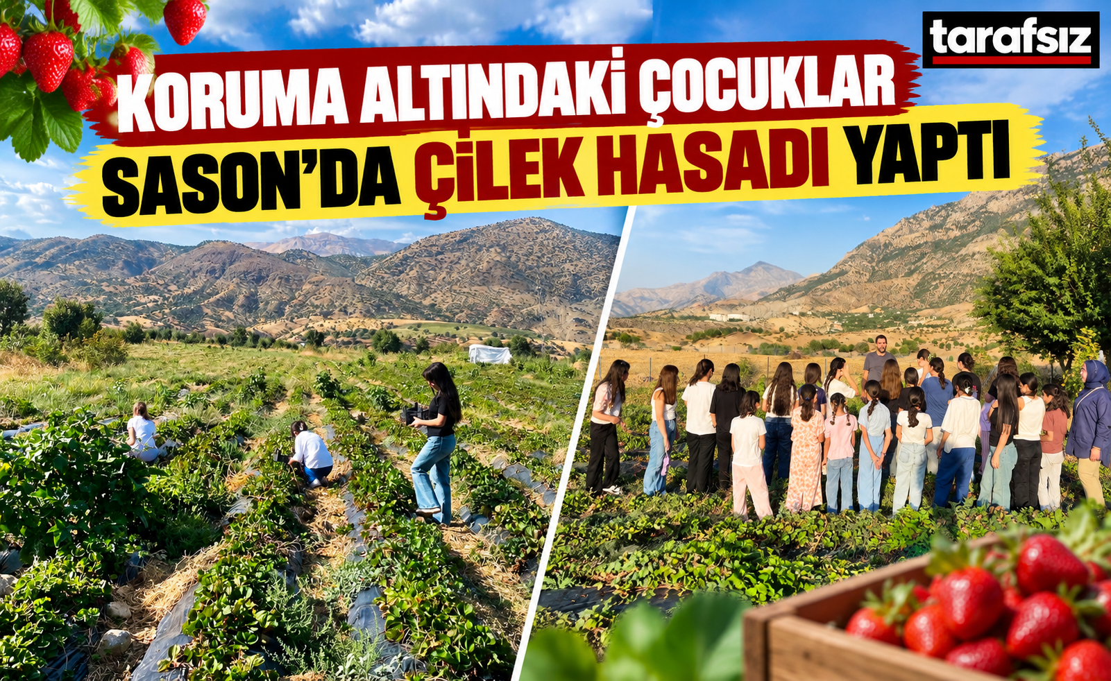 Koruma Altındaki Çocuklar Sason’da Çilek Hasadı Yaptı