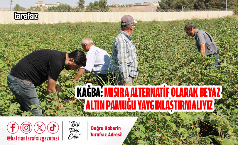 KAĞBA: MISIRA ALTERNATİF OLARAK BEYAZ ALTIN PAMUĞU YAYGINLAŞTIRMALIYIZ