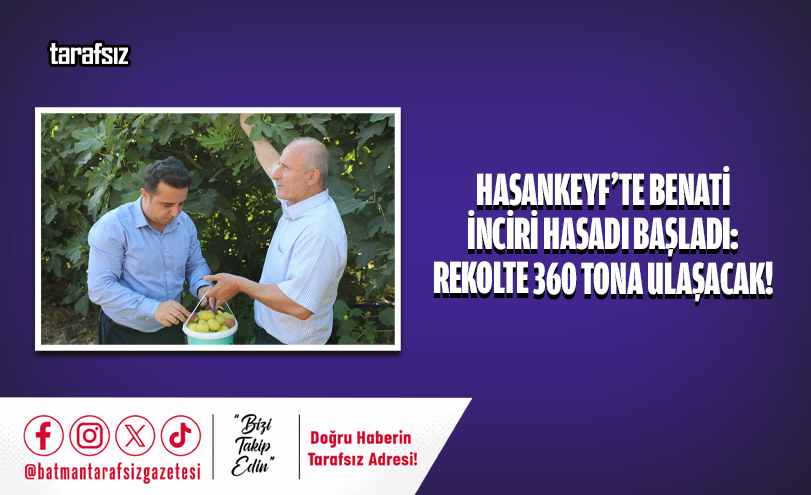 Hasankeyf’te Benati İnciri Hasadı Başladı: Rekolte 360 Tona Ulaşacak!